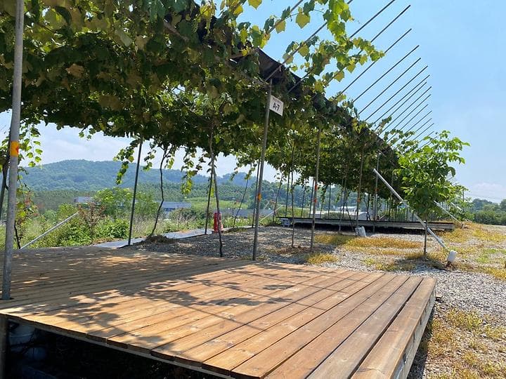 포도길 캠핑장 사진