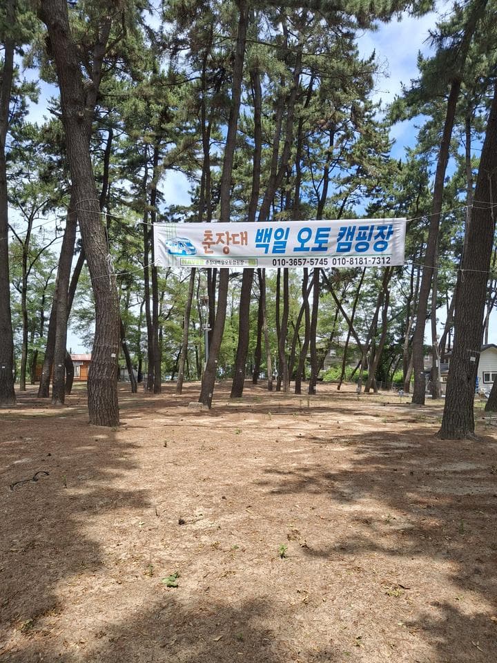 춘장대 백일 캠핑장 사진