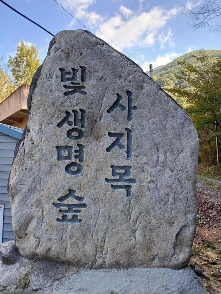 빛 생명 숲 사지목 사진