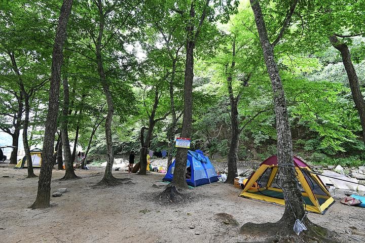 계림정야영장 사진