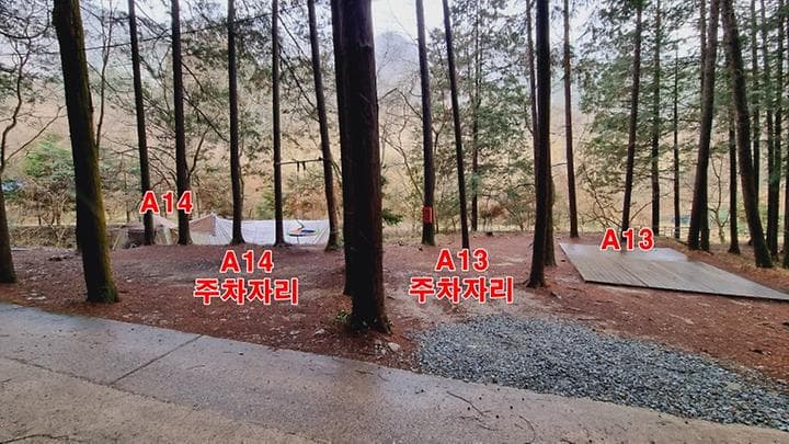 편백힐(치유의숲) 사진