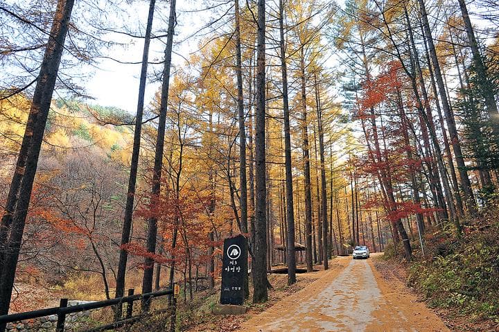 국립청옥산자연휴양림제1야영장 사진